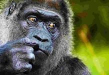 Worlds Oldest Captive Gorilla Fatou Celebrates 69th Birthday at Berlin Zoo